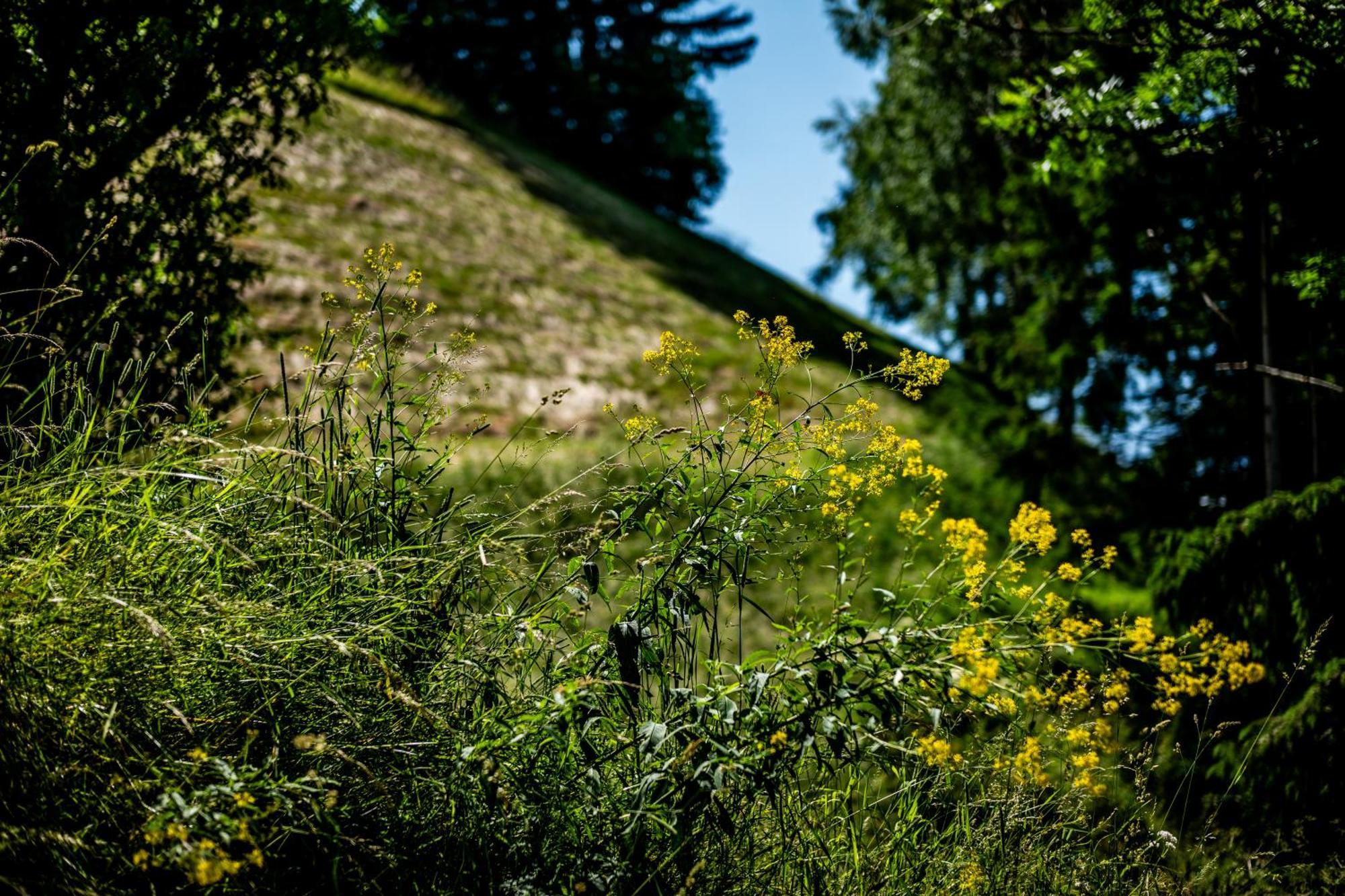 Wuidererhuettn, Charlet In Alleinlage Mit Freistehendem Saunahaus Großkirchheim エクステリア 写真